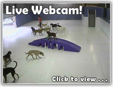See your dog or cat on our webcam